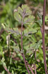 Smallflower fumewort